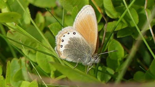 Réf. 347 198 : Coenonympha gardetta